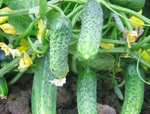 El pepino de Crispin en el jardín.