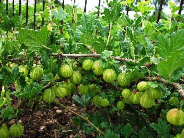 gooseberry bush