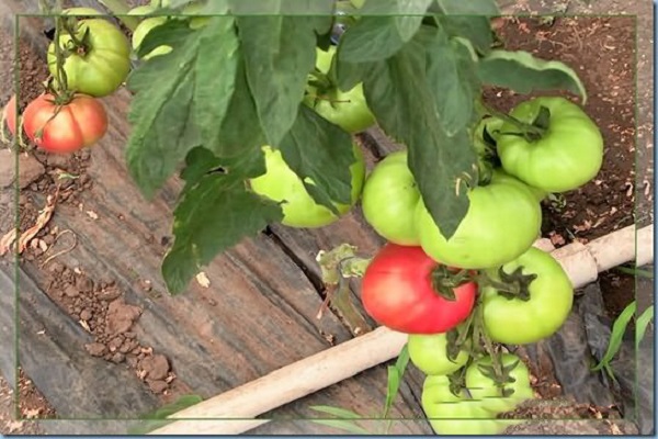 gardener about tomato 