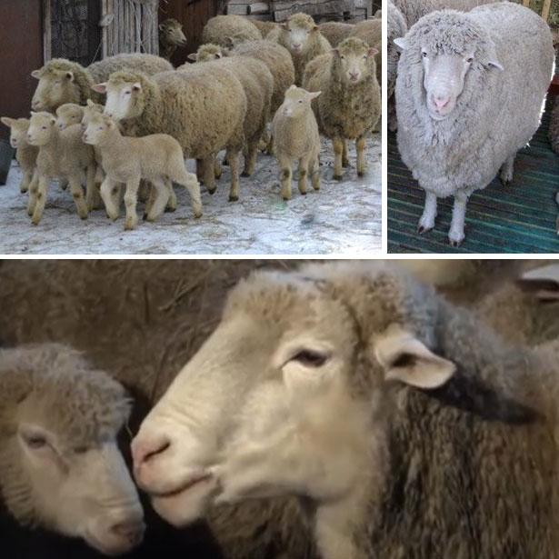 Kuibyshev plemeno ovcí