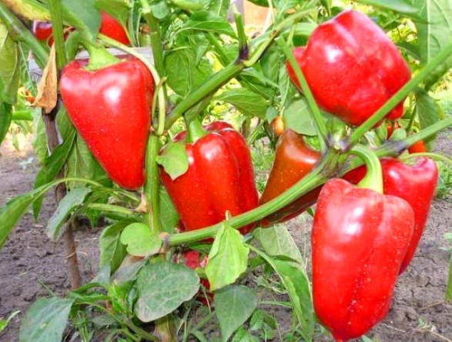 sweet pepper bush bogatyr