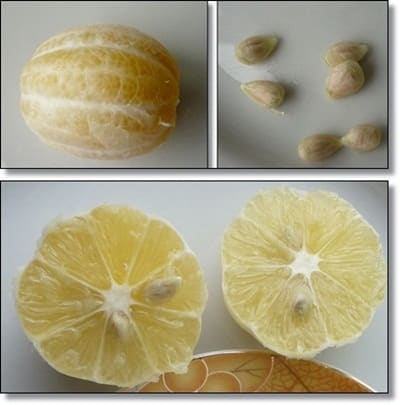 lime seeds