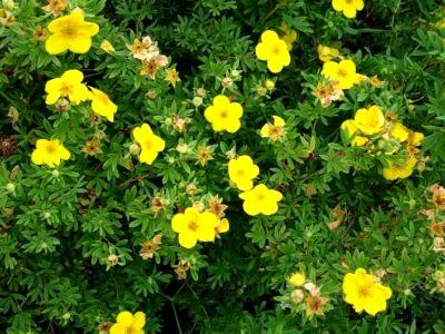 pensainen cinquefoil