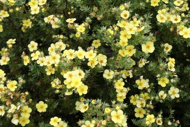 Büsche voller Blumen