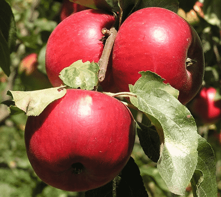 Tasses de la mare de pomer 