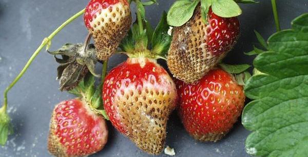 Die Beeren trocknen