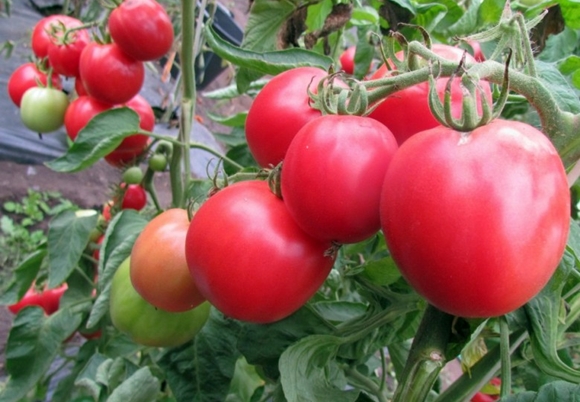 first-grader tomatoes in open ground