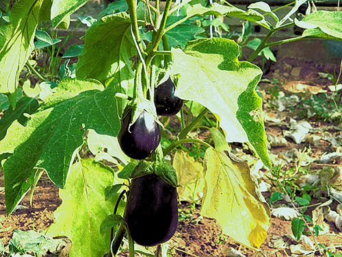 aubergine ziekten