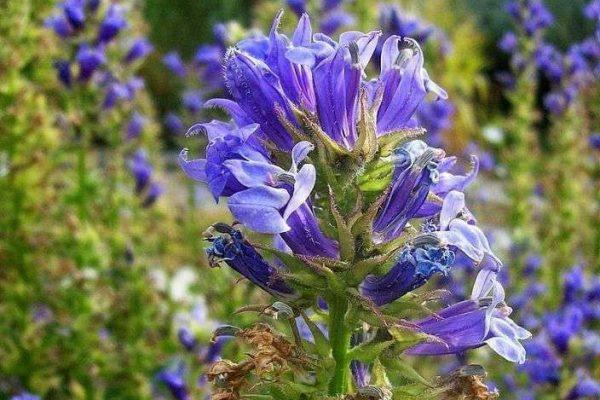 λουλούδια lobelia 