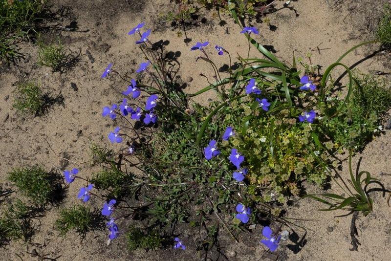 lobelia tonuss 