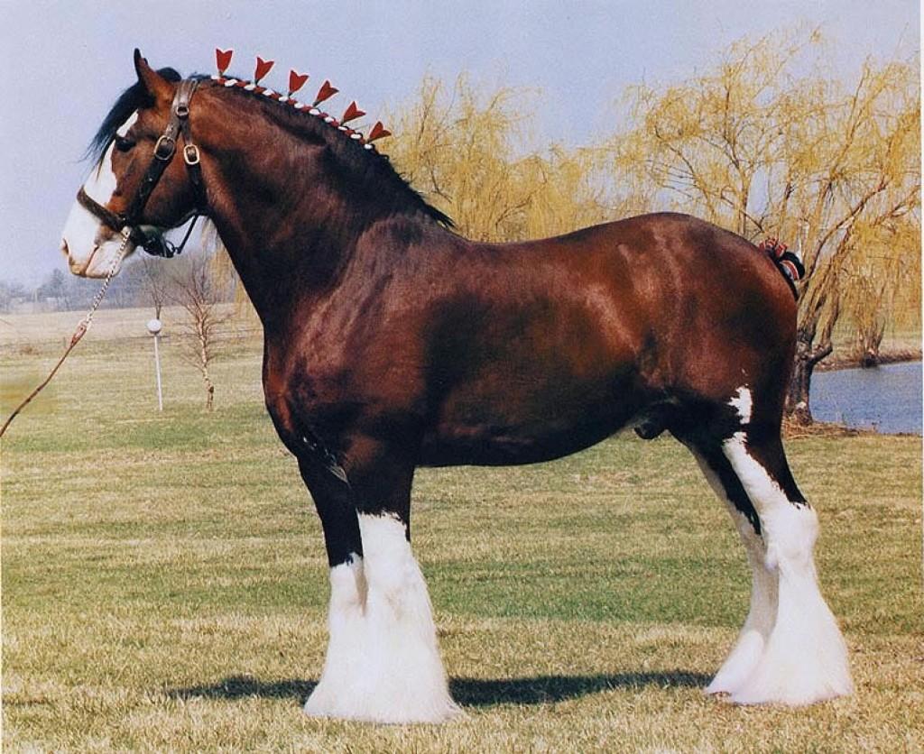 skotský Clydesdale