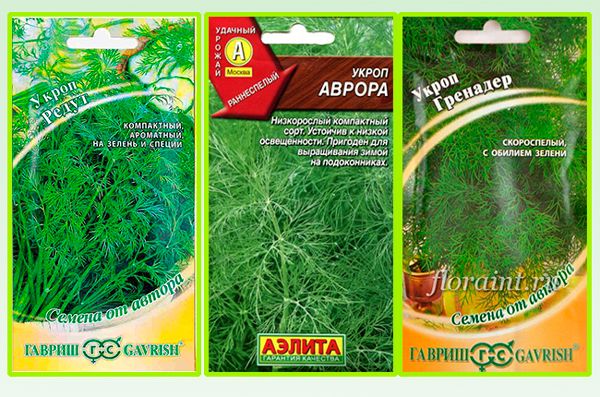 dill varieties