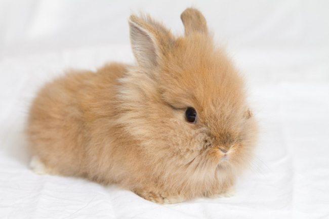 lion headed rabbit