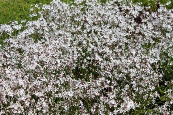 flowers in the meadow 