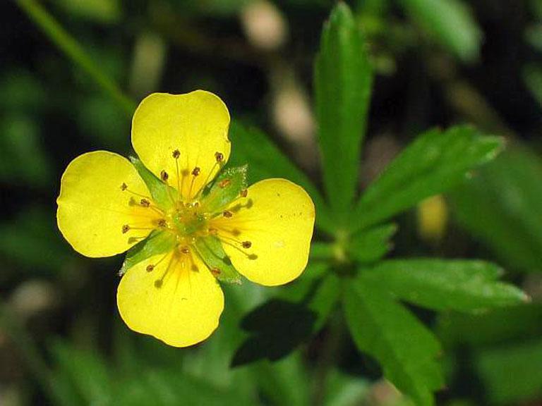 cinquefoil flower