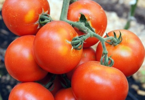 tomato Marfa F1 in the garden