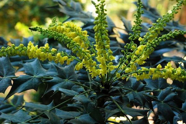 Blumen in den Blumenbeeten 