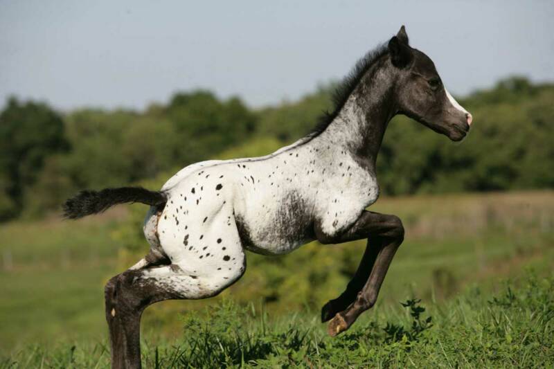 appaloosa zirgs