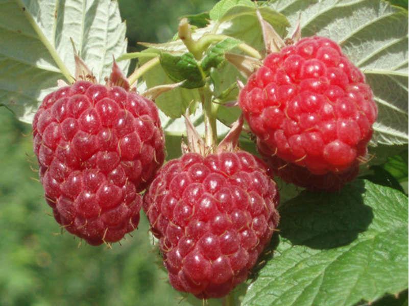 raspberry balm