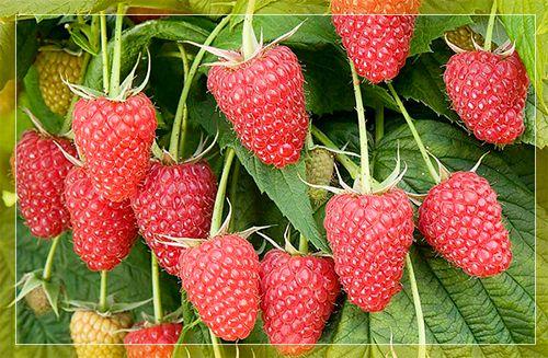 The best raspberry varieties for growing in the Moscow region, agricultural planting techniques and care