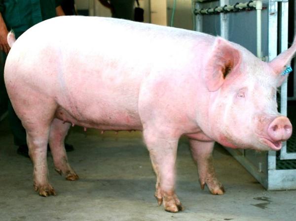 edematous disease of piglets