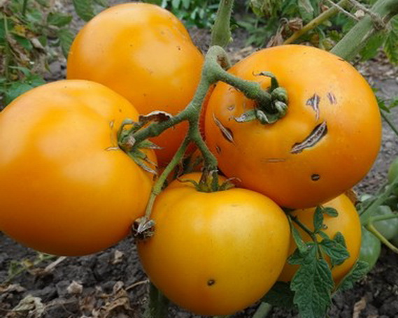 yellow marmalade in the garden