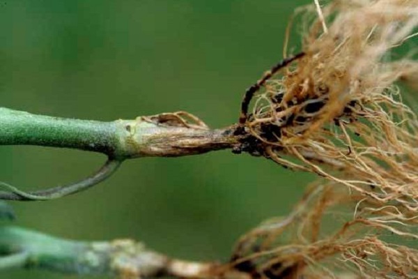 rhizoctonia slimība