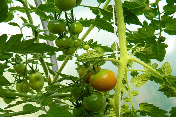 esperanza verde 