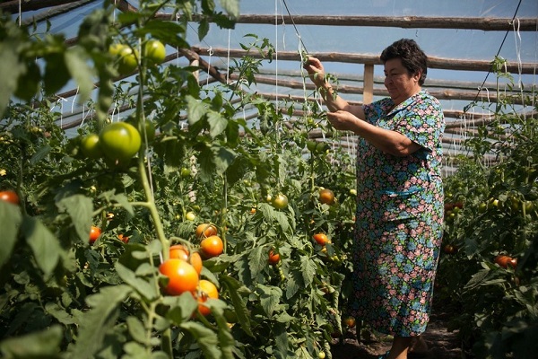 greenhouse care 