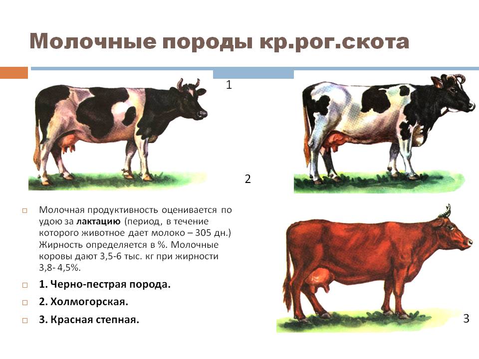 pengeluaran susu dalam lembu ditentukan