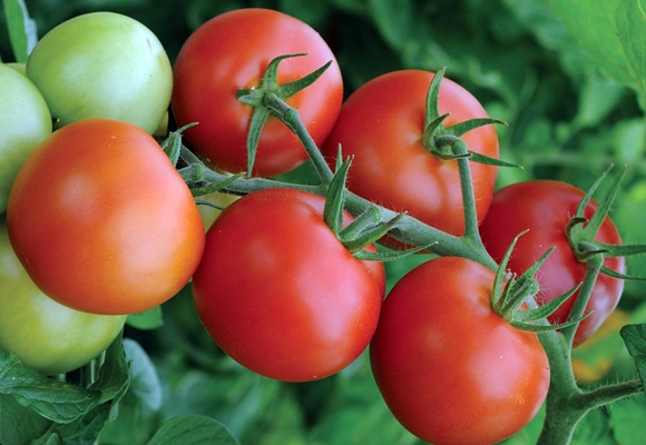 faiseur d'argent pour les tomates