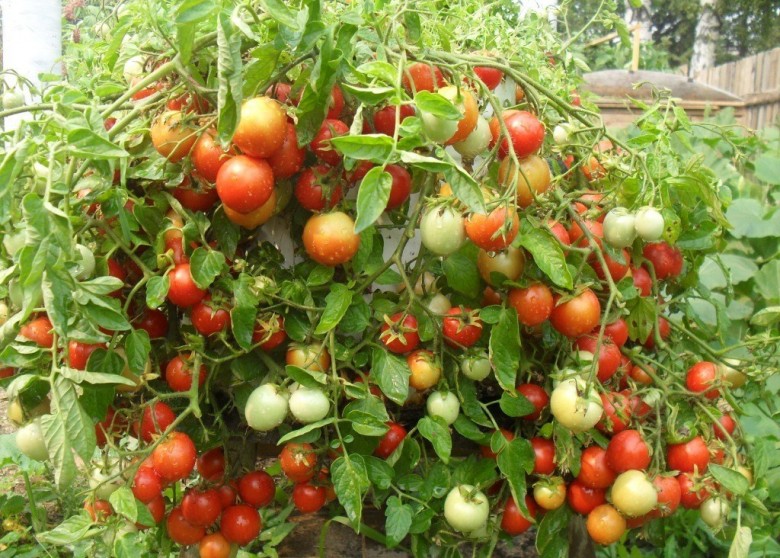 tomatoes growing in the garden