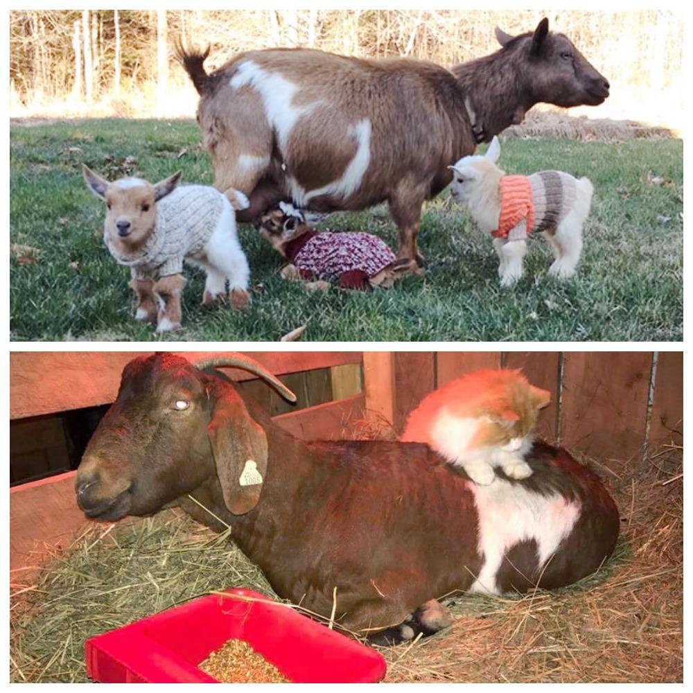 what to feed a goat after lambing