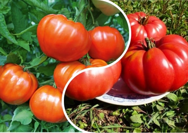 tomato bushes Orlets