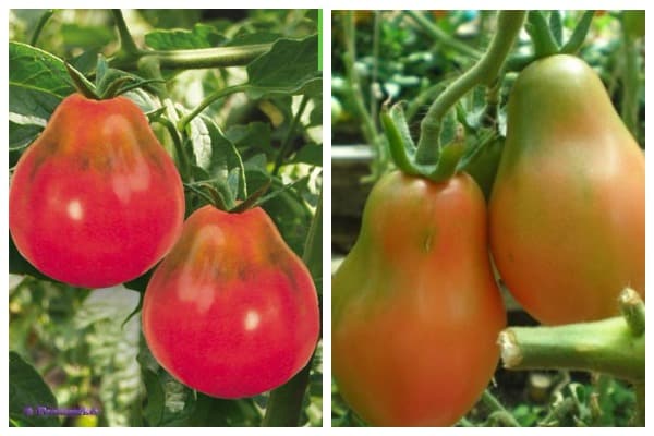 Crimean rose tomato seeds