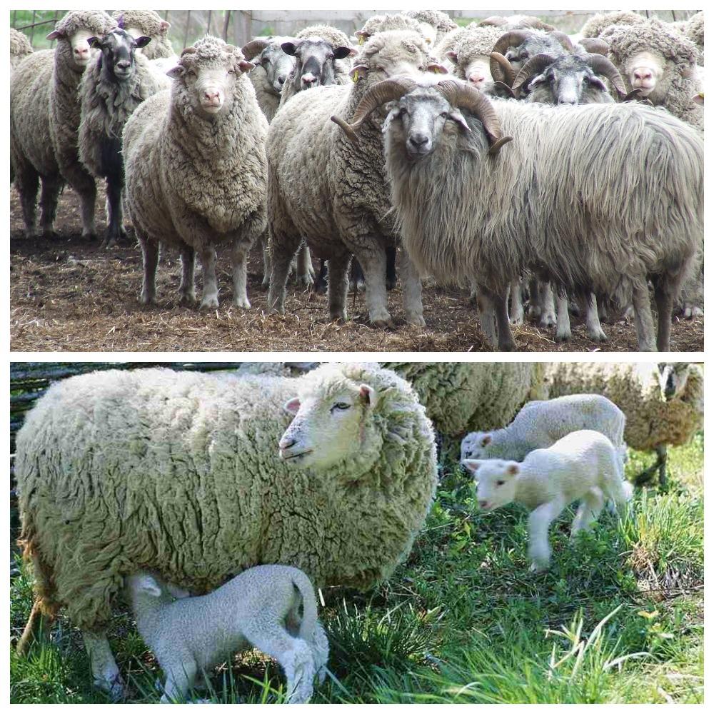 Beschrijving en kenmerken van Prekos fokken schapen, levensomstandigheden en verzorging