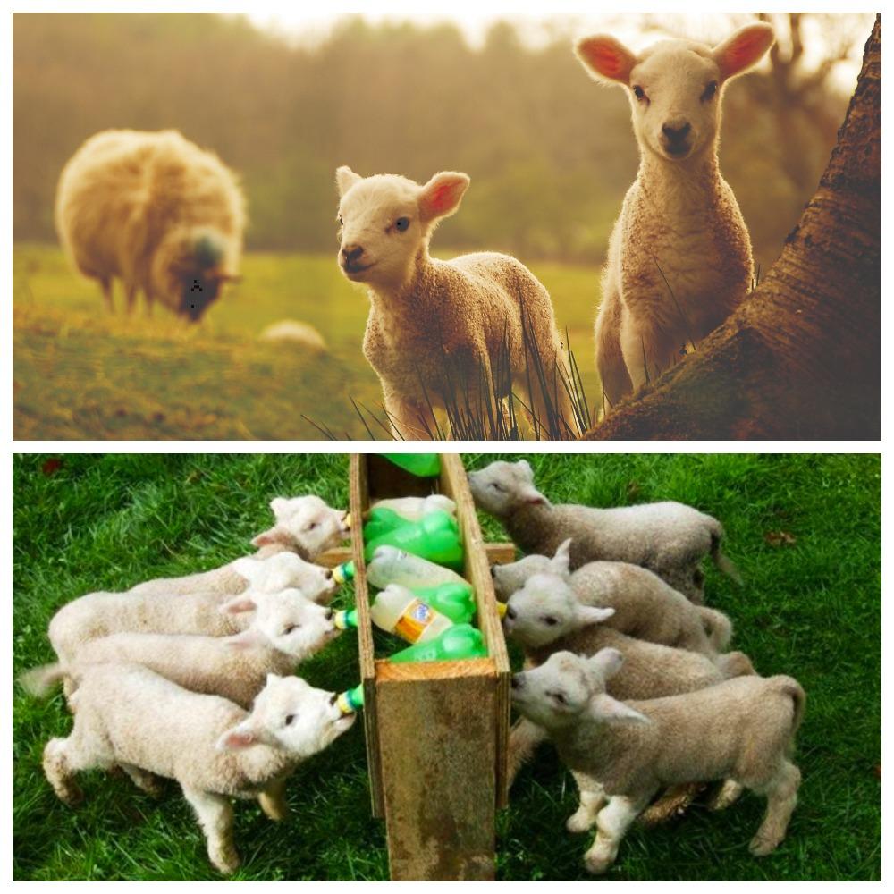 How to properly breed milk powder for lambs, proportions and manufacturers