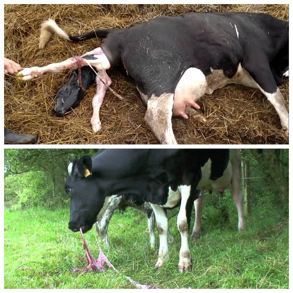 cow's afterbirth