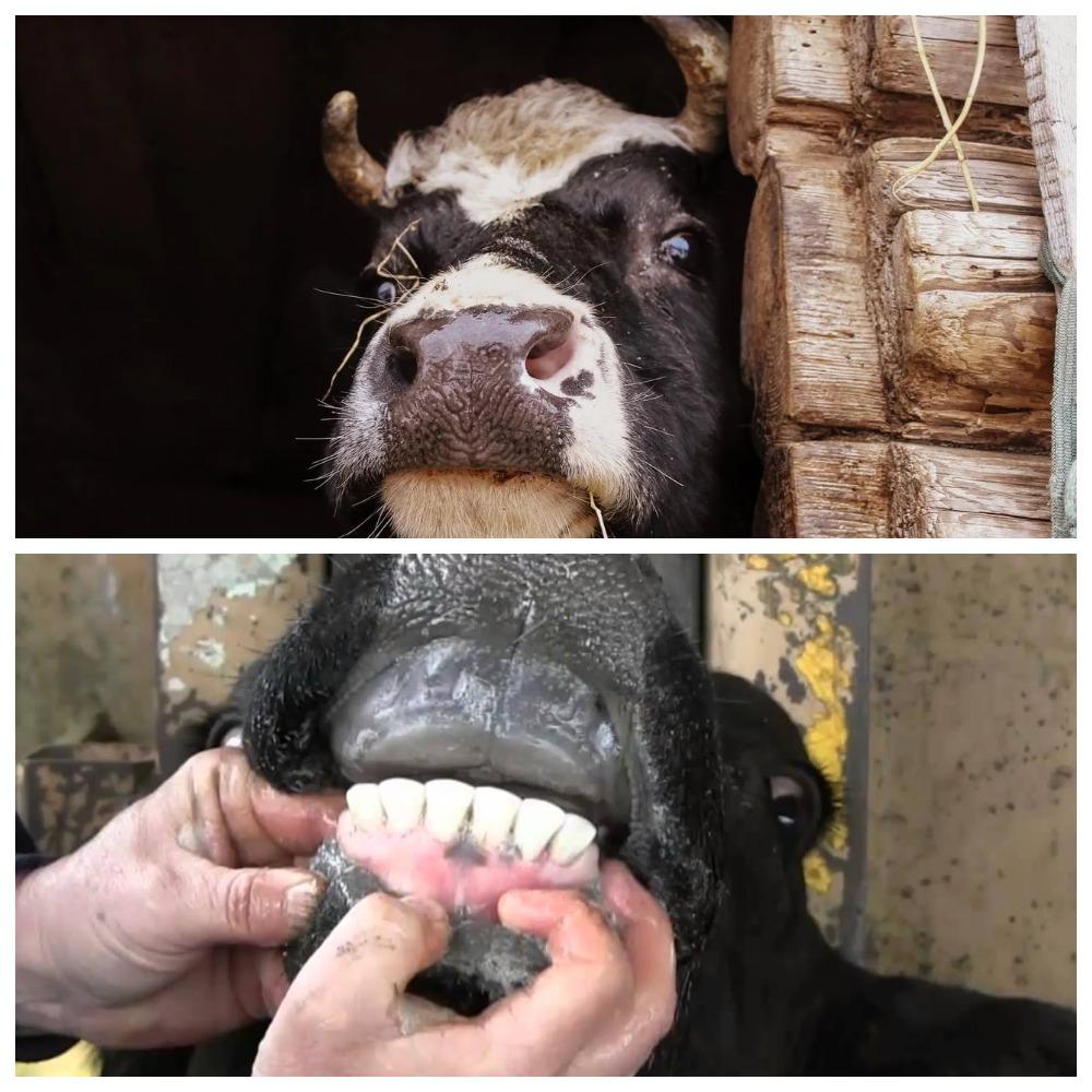 kráva skřípe zuby