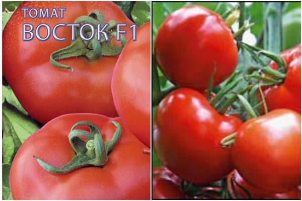 semena rajčat Vostok