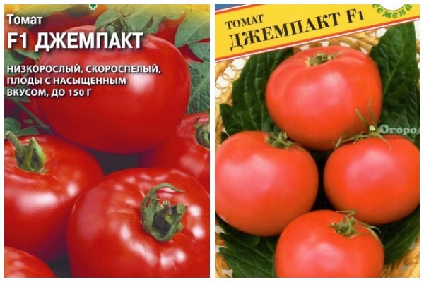 jampakt tomato seeds