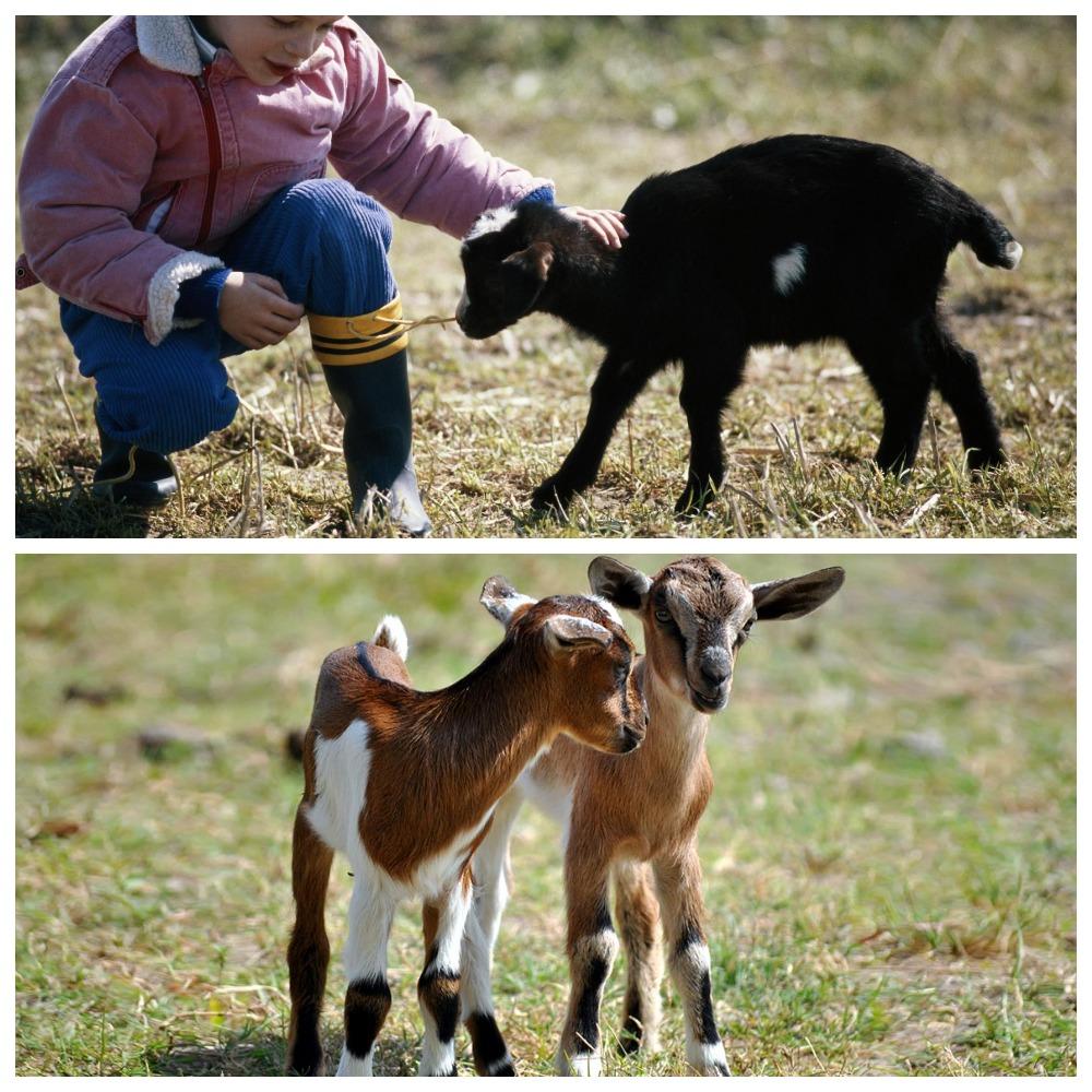 little goats