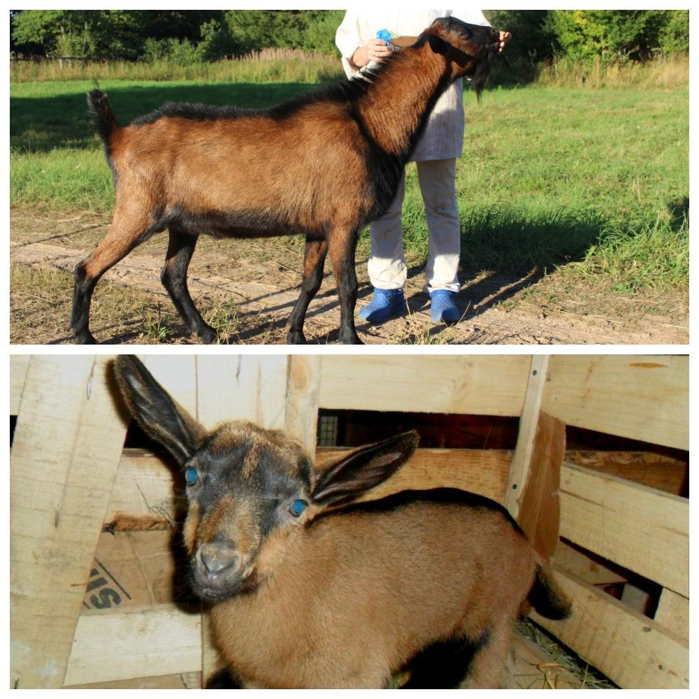 Popis českého chovu koz a pravidel údržby, kolik zvířata stojí