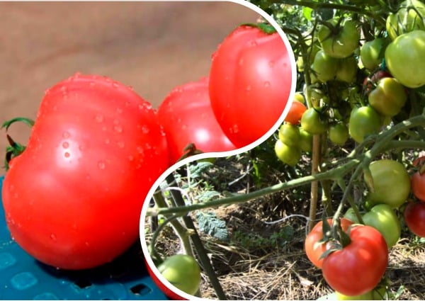 pink angel tomato appearance