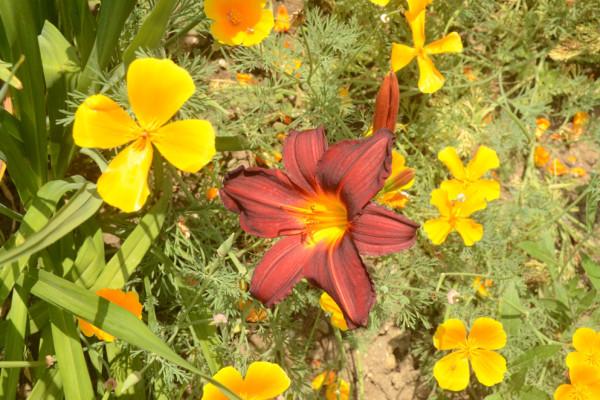 flores no jardim 