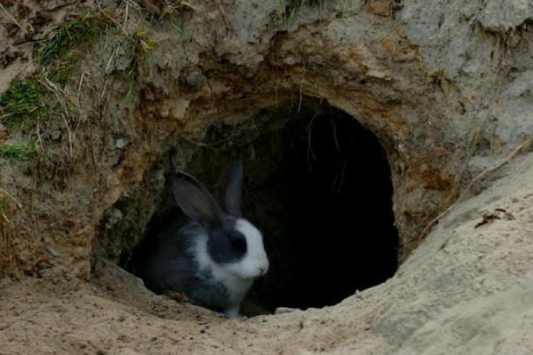 keeping rabbits in a pit