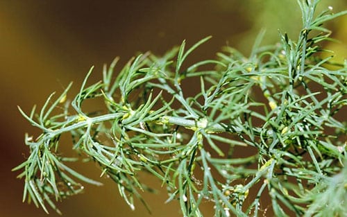 aphids sa dill