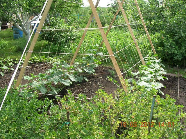 inclined trellis for cucumbers