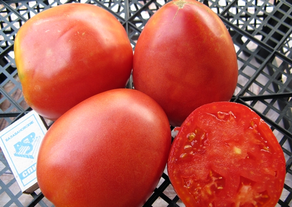 appearance of Nastenka tomato