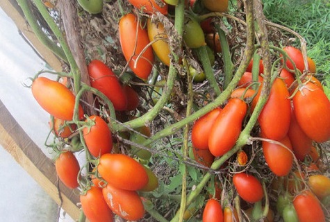 viele Tomaten